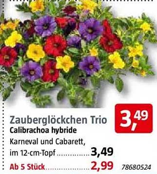 Zauberglöckchen Trio - Calibrachoa hybride im 12-cm-Topf