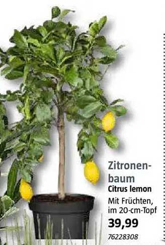 Zitronenbaum Citrus lemon mit Früchten, im 20-cm-Topf