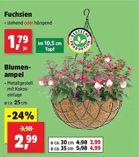Blumenampel mit Fuchsien - jetzt im Sonderangebot