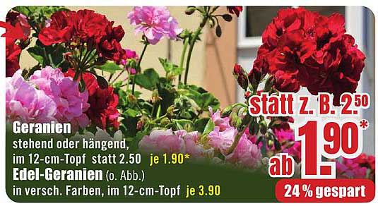 Geranien (stehend oder hängend) im 12-cm-Topf
