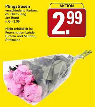 Pfingstrosen – 3er Bund in verschiedenen Farben für nur 2,99 €