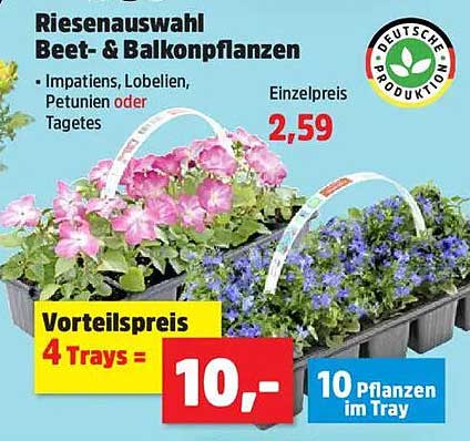 Riesen Auswahl Beet- & Balkonpflanzen