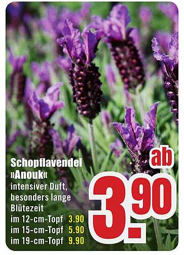 Schopflavendel "Anoukk" – intensiver Duft und besonders lange Blütezeit