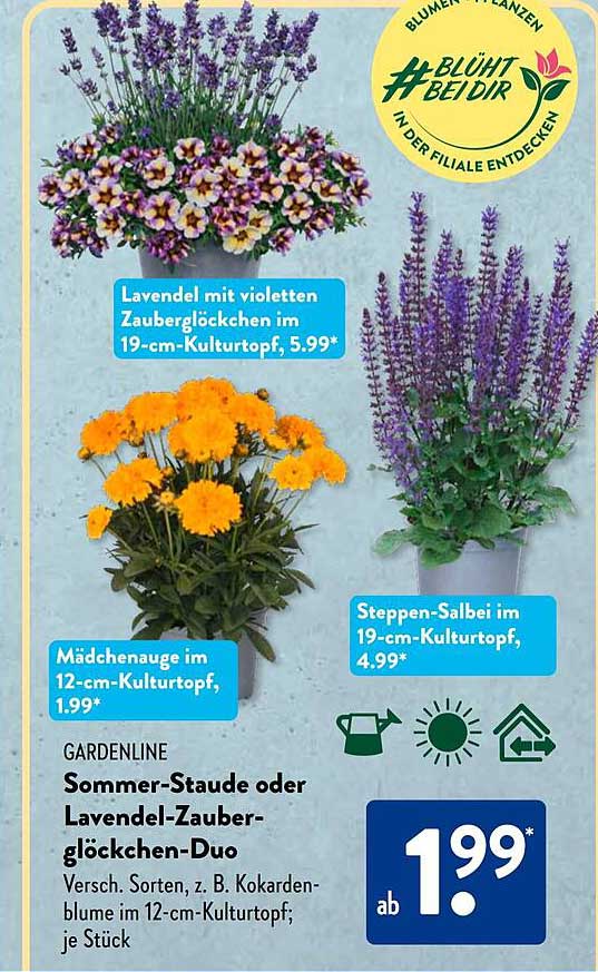 GARDENLINE Sommer-Staude oder Lavendel-Zauberglöckchen-Duo